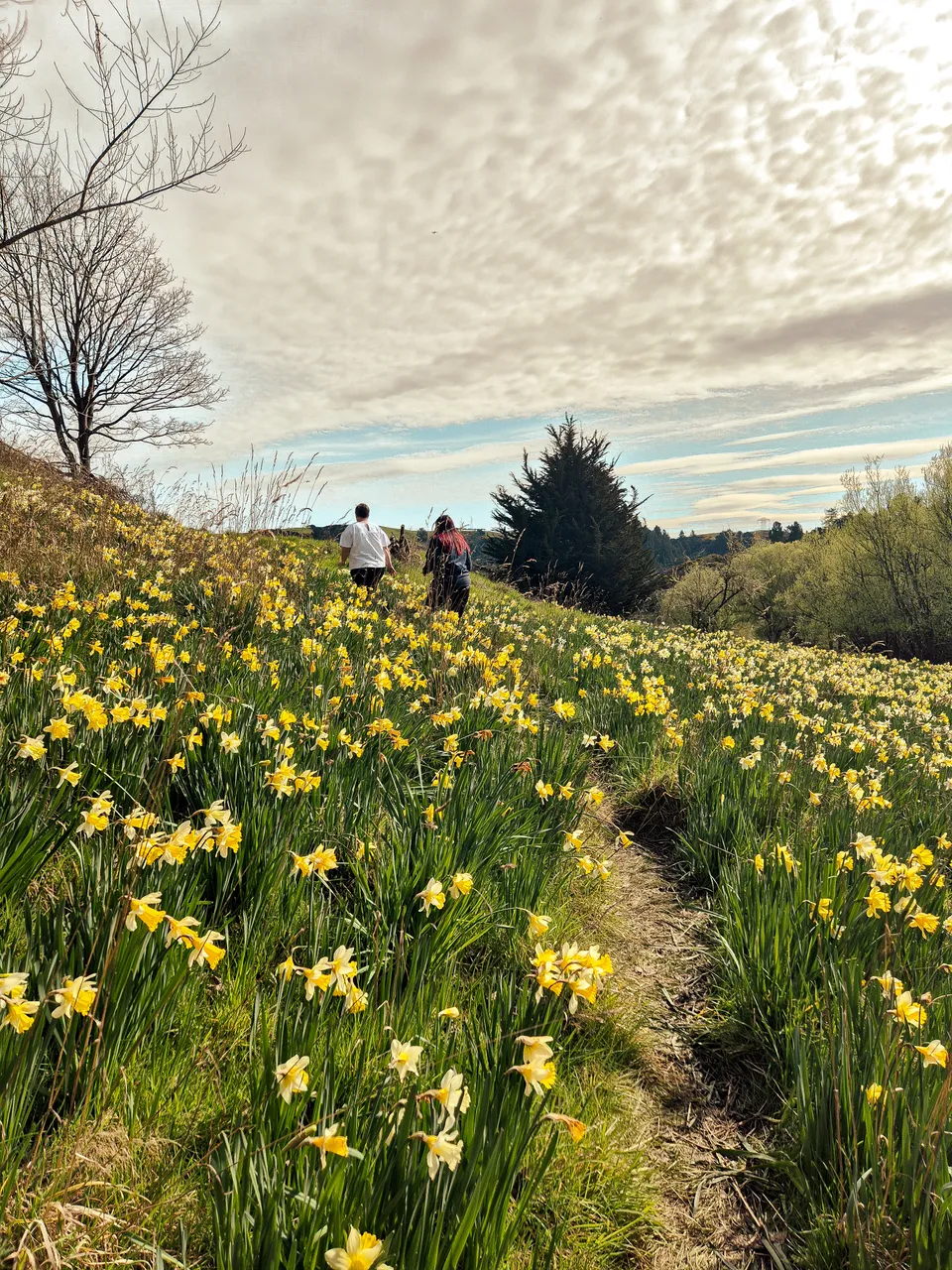 0924-Clutha-Weatherston-Daffodils-40