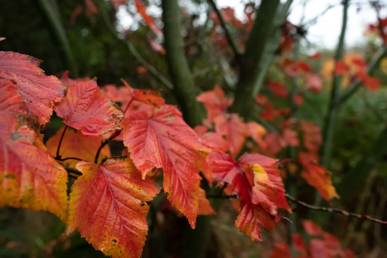 Autumn leaves