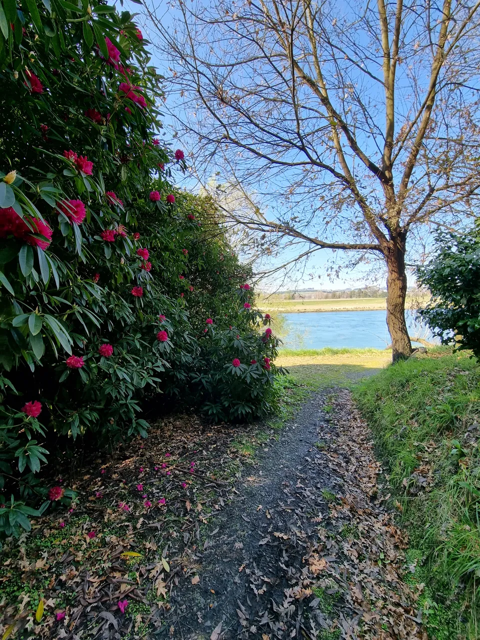 Blair Athol Walkway (11)