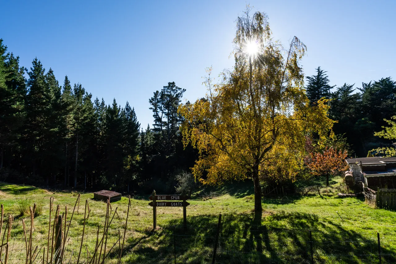 Tree in a paddock beside a sign