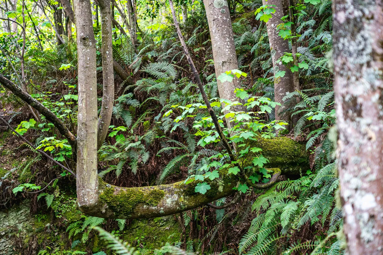 Trees and ferns