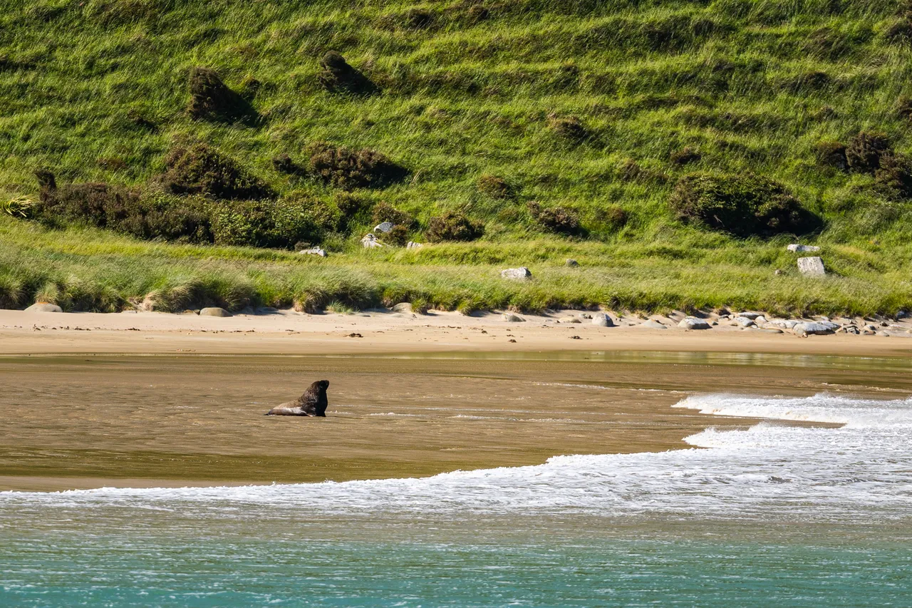 Sea lion on the beach