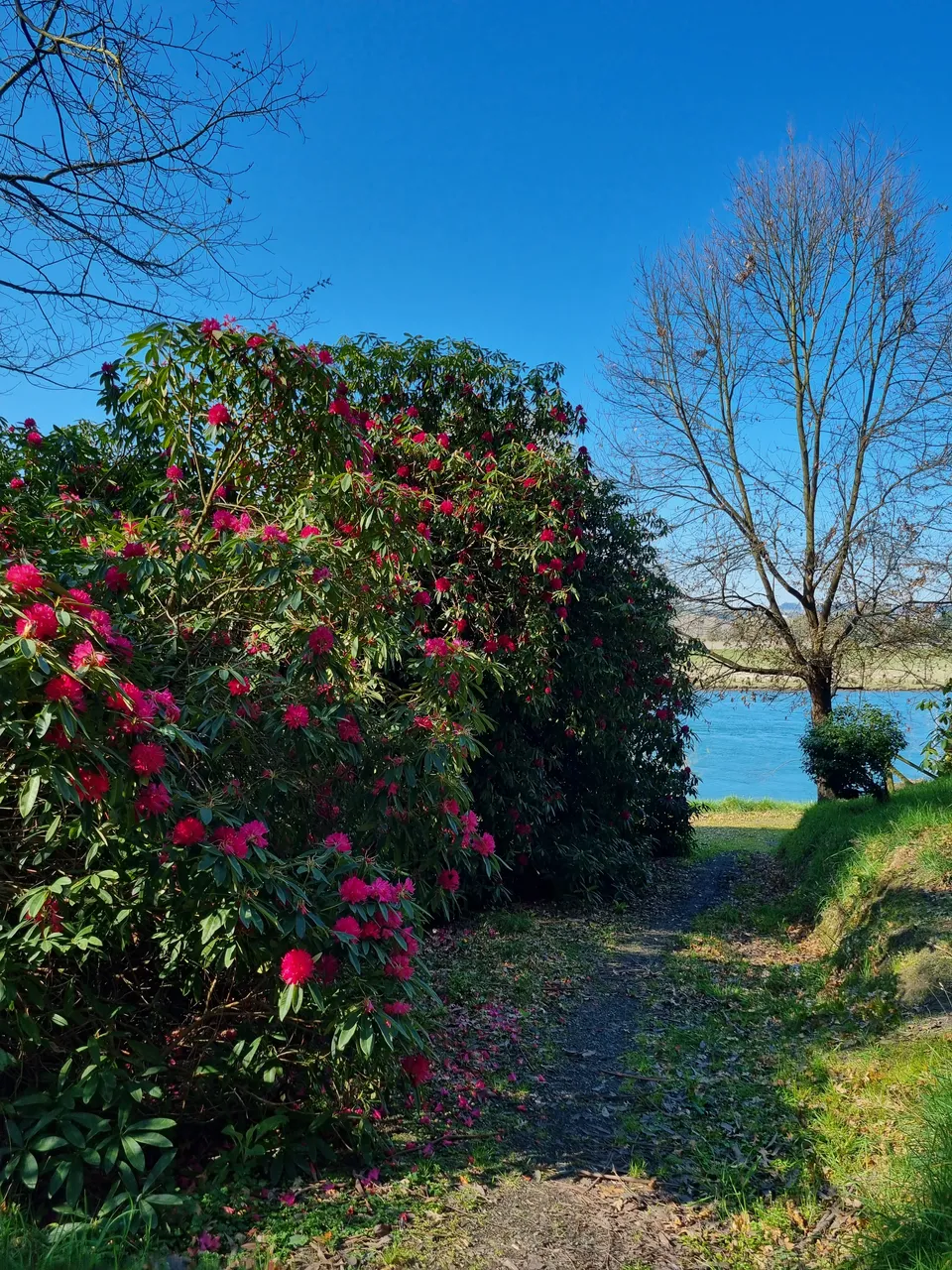 Blair Athol Walkway (13)