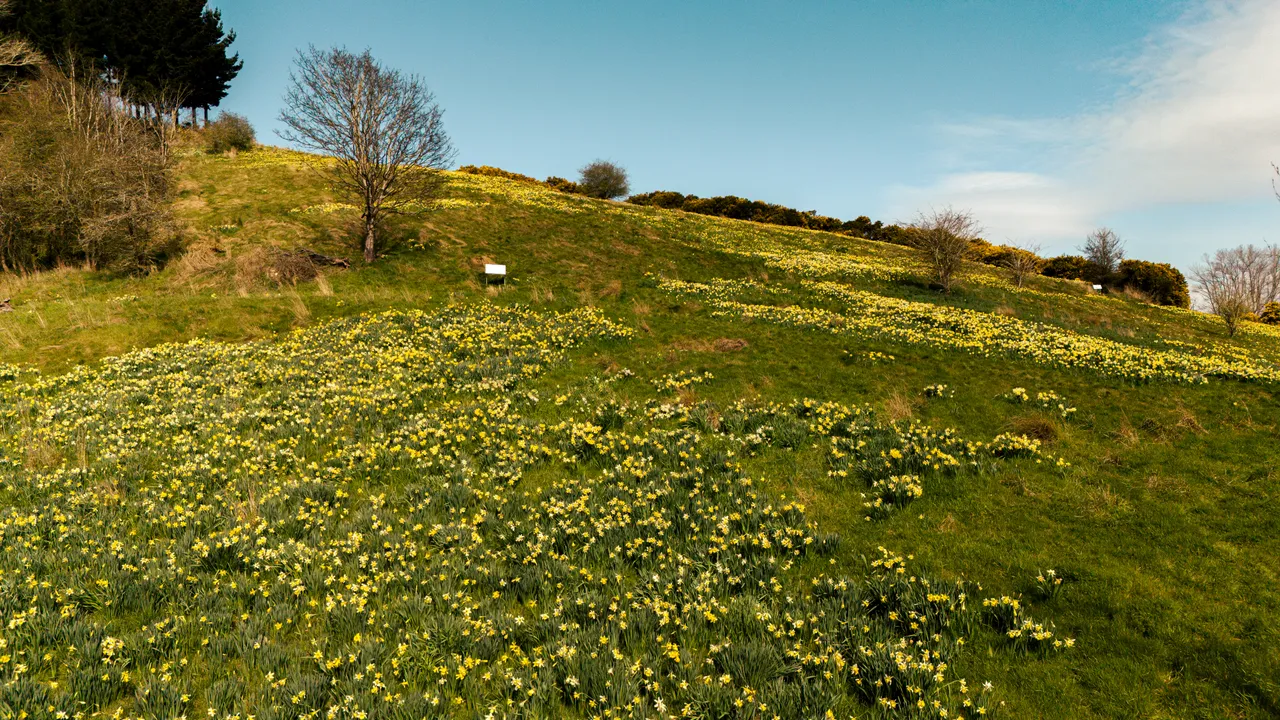 0924-Clutha-Weatherston-Daffodils-09