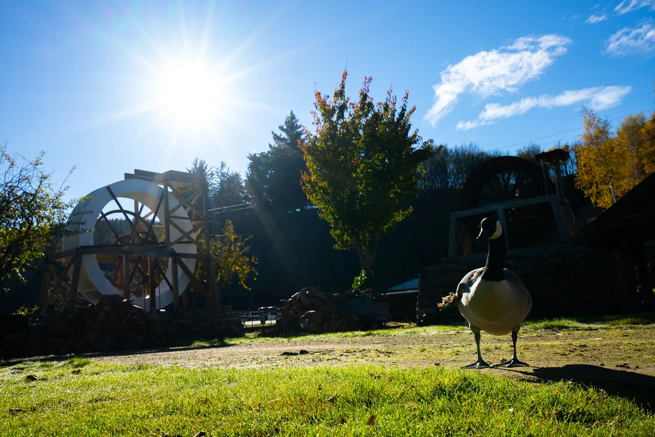 Duck standing on grass