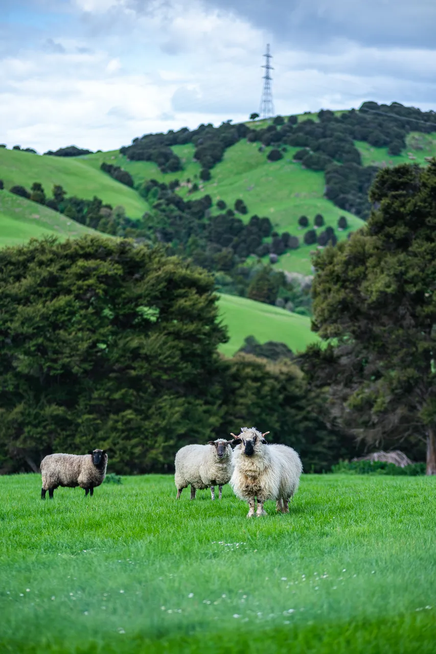 Sheep standing on grass