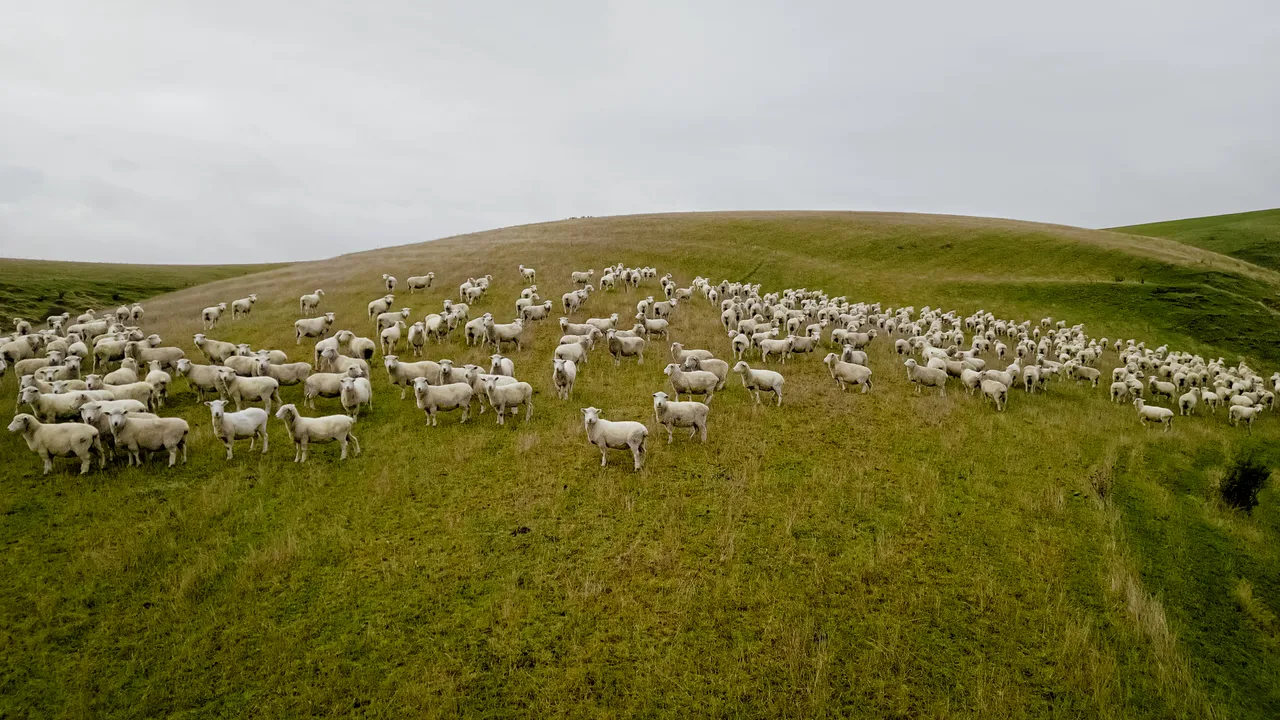 0624-Clutha-Sarahs-Farm-82