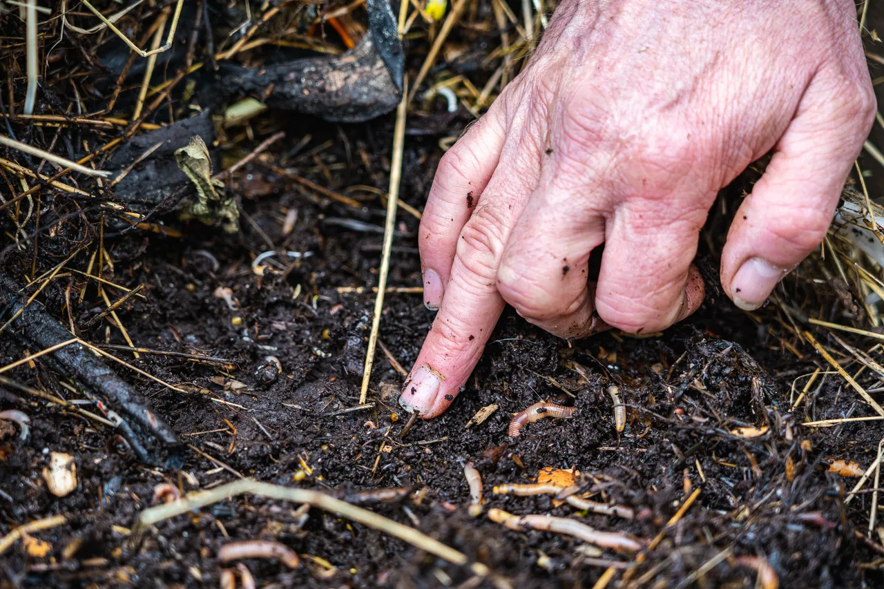Bugs in the dirt