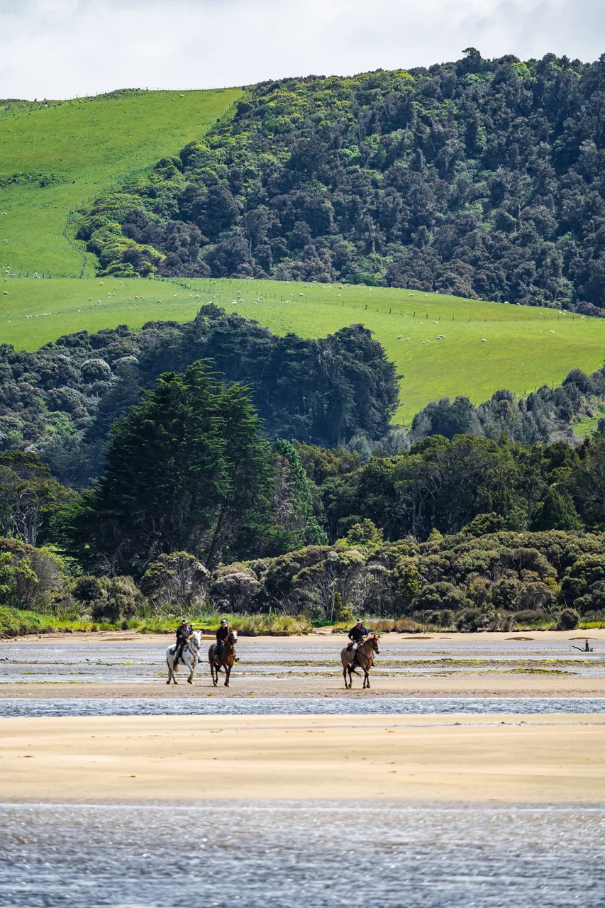 Horses on the beach by the sea