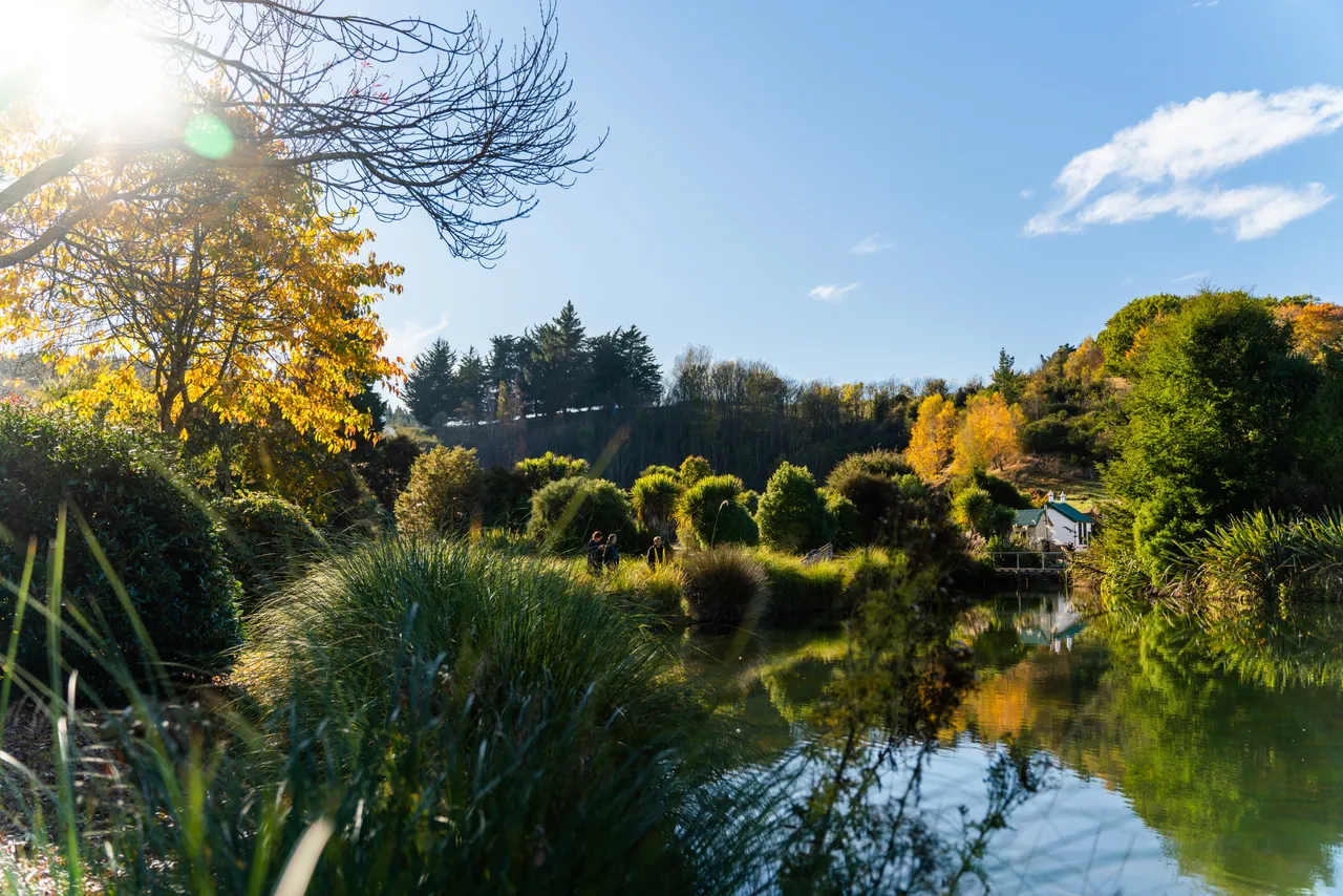 Pond and trees