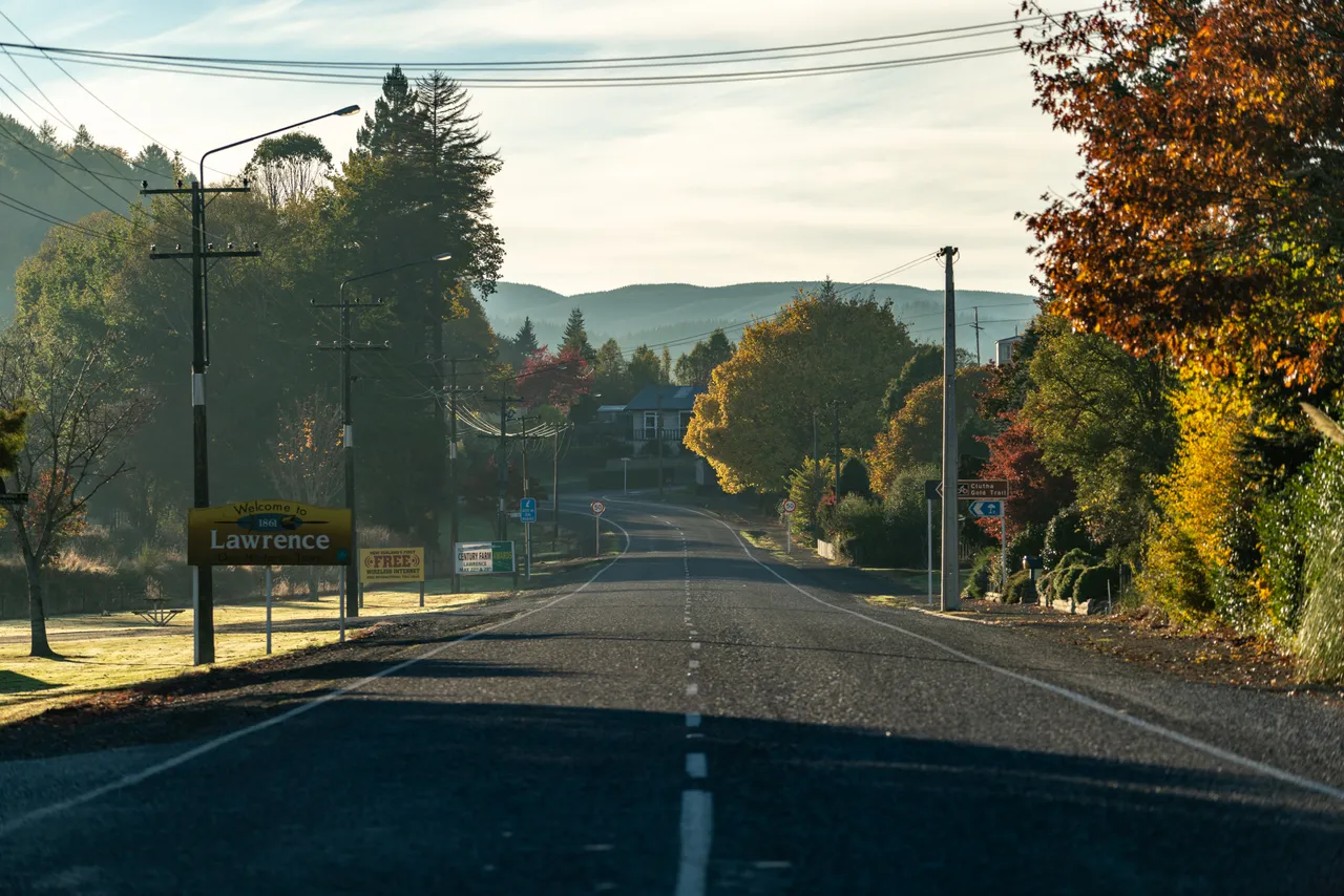 Road and trees