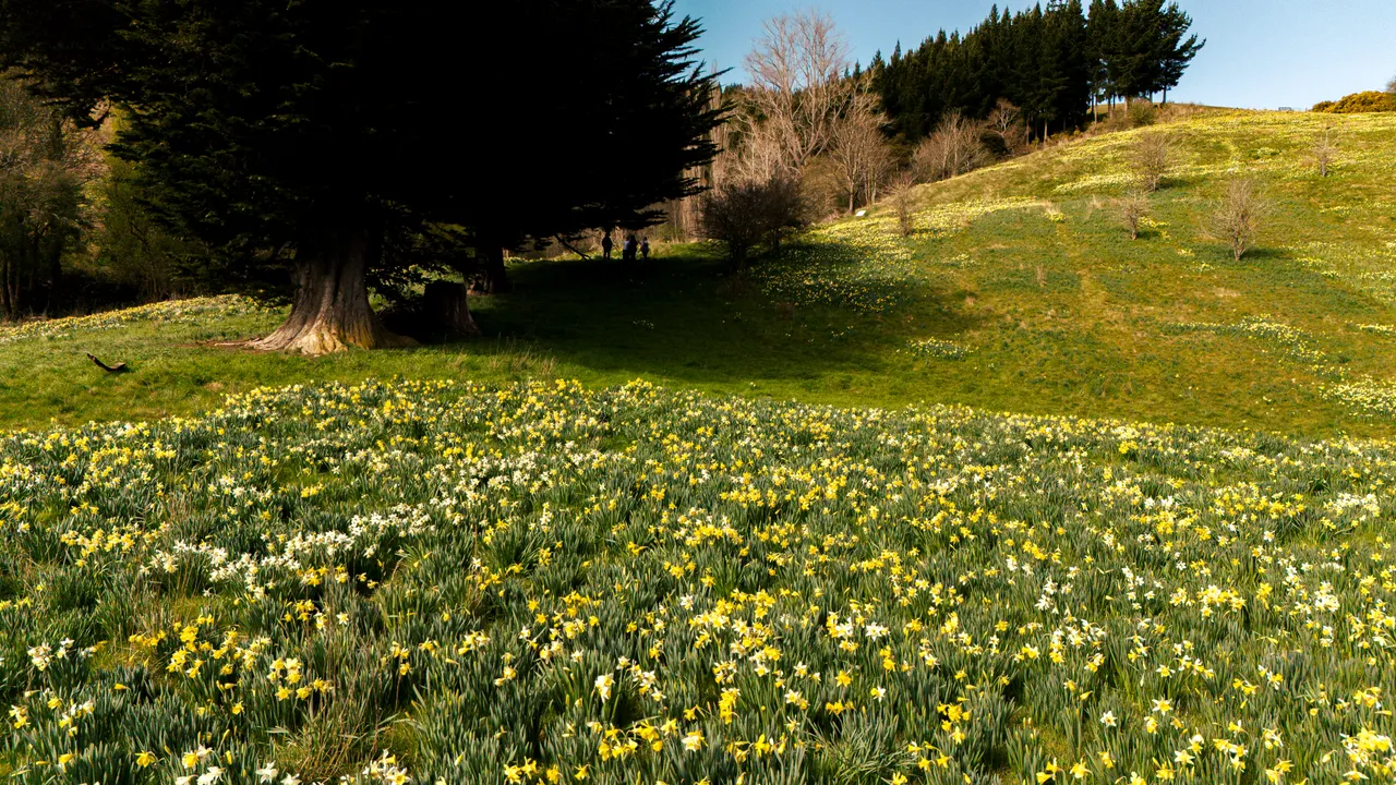 0924-Clutha-Weatherston-Daffodils-03