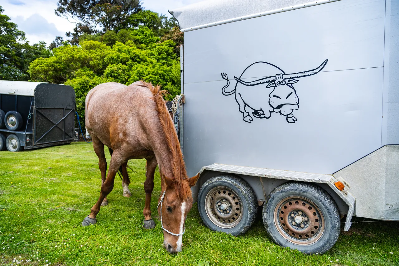 Horse beside horse float on grass
