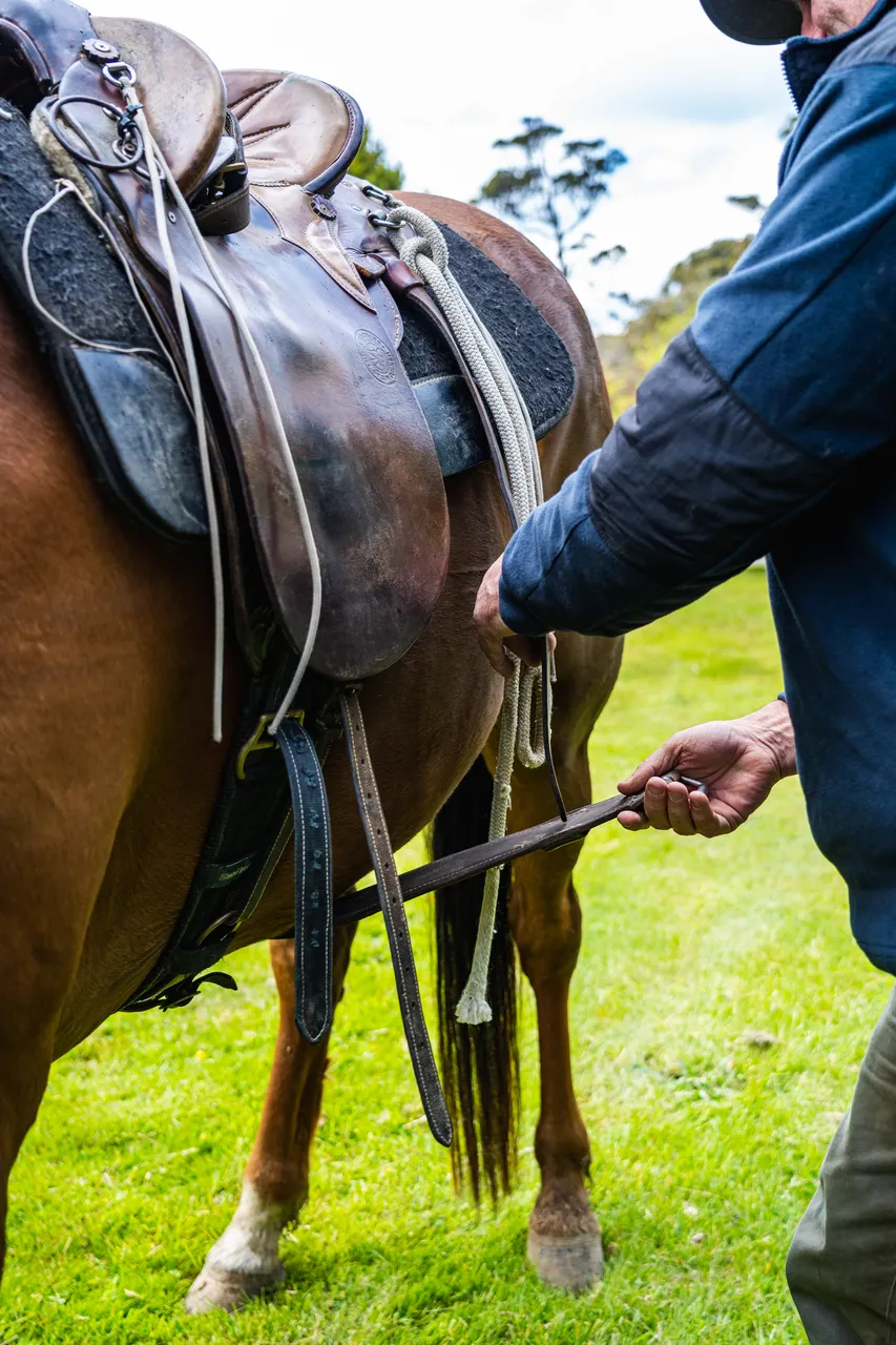 Man with horse on grass