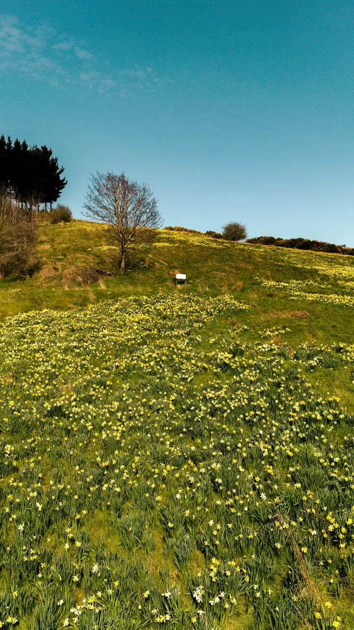 0924-Clutha-Weatherston-Daffodils-10