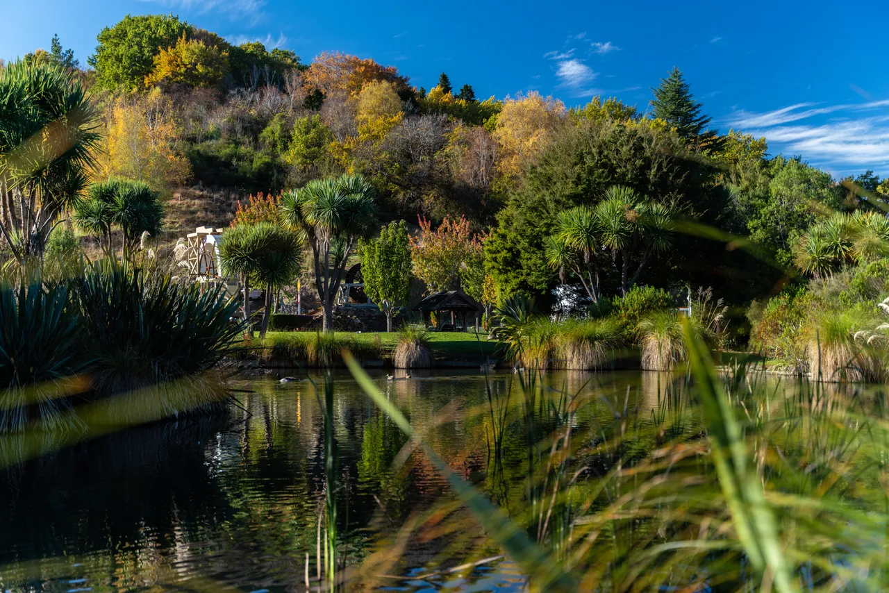 Pond and trees