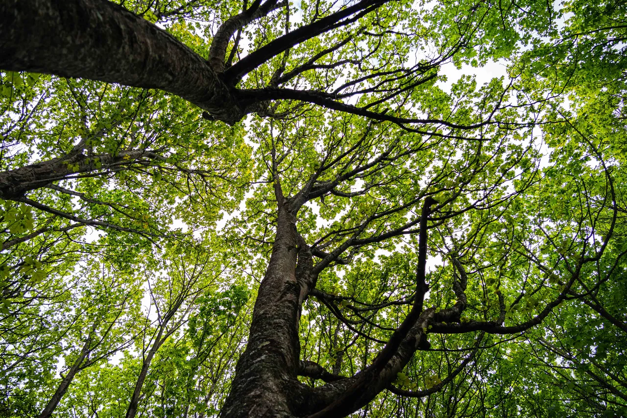 Tall trees
