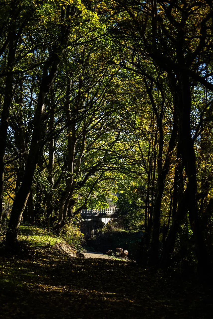 Track in the bush