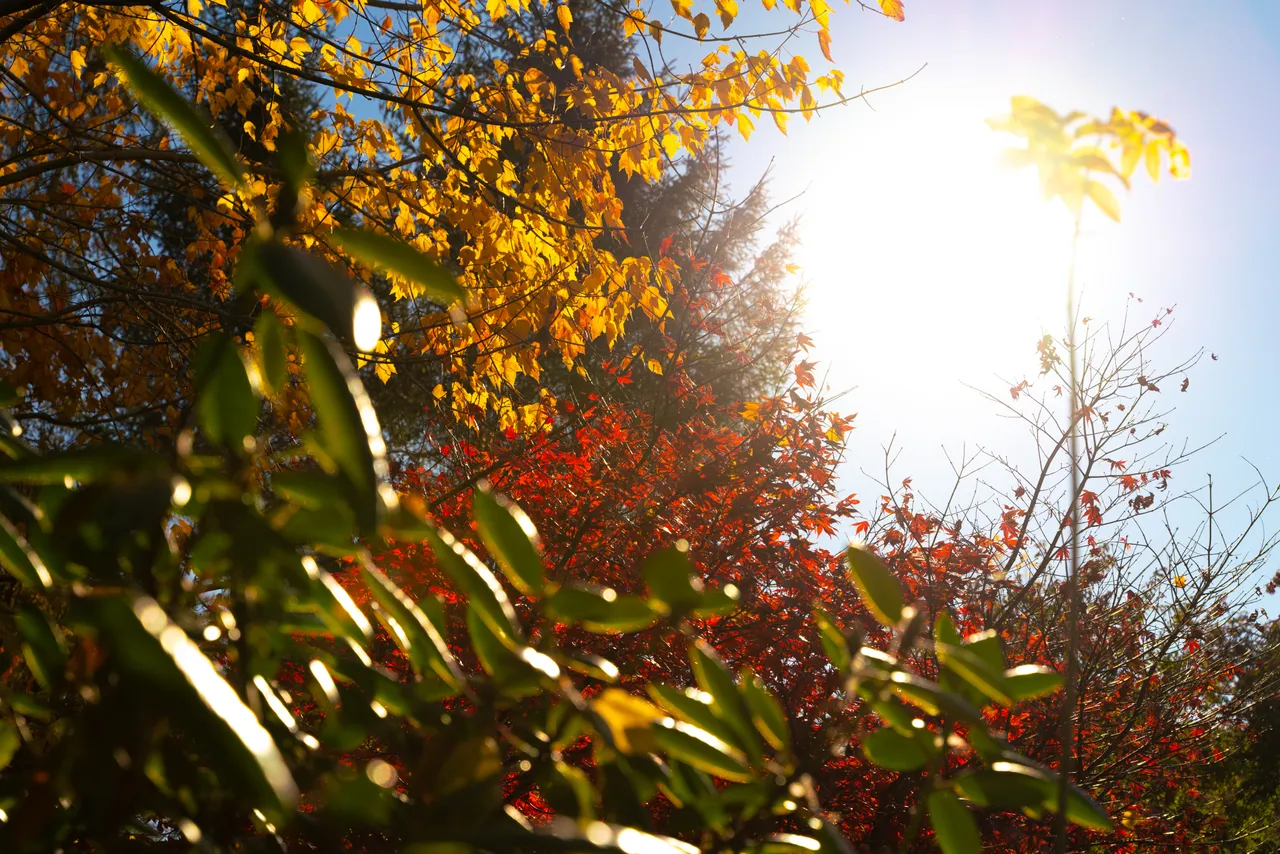 Trees with autumn colours