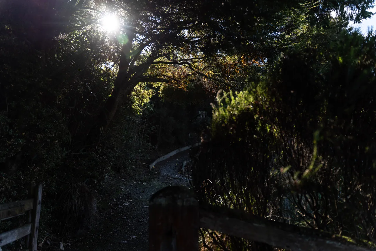 Sun coming through the trees