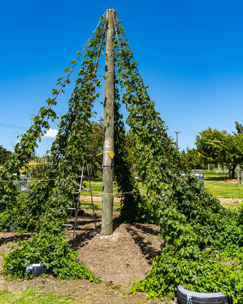 Garden and lawn