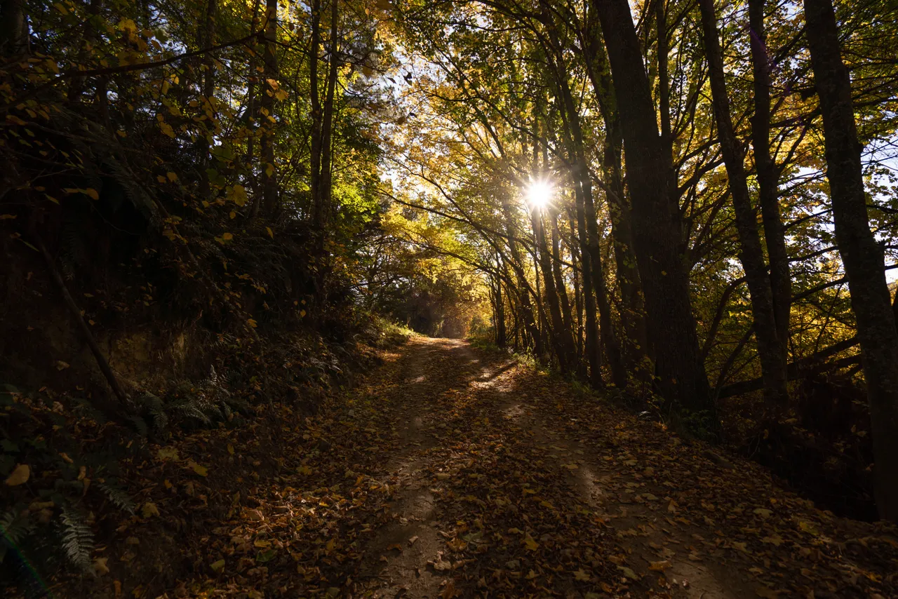 Trail through trees