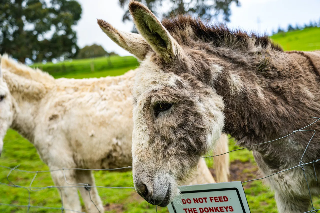 Donkeys