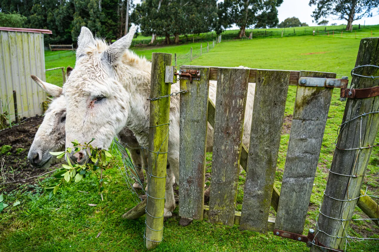 Donkeys eating leaves