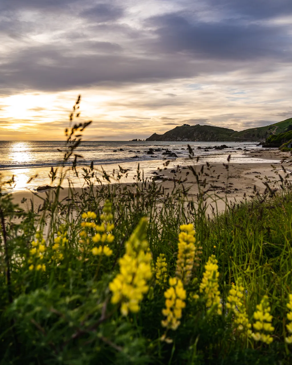 Flowers and grass by the sea