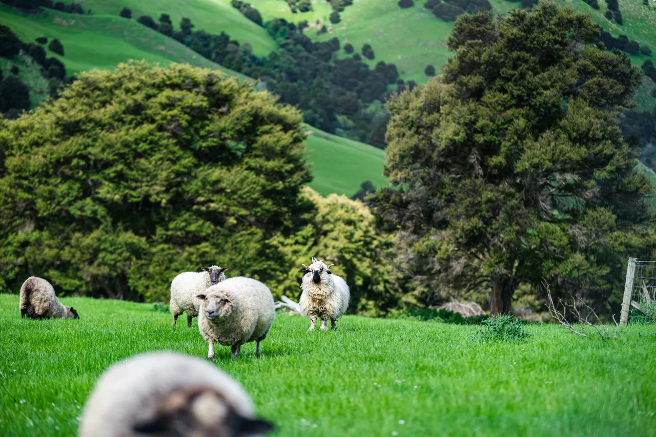Sheep standing on grass