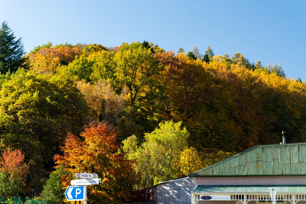 Trees with autumn colours