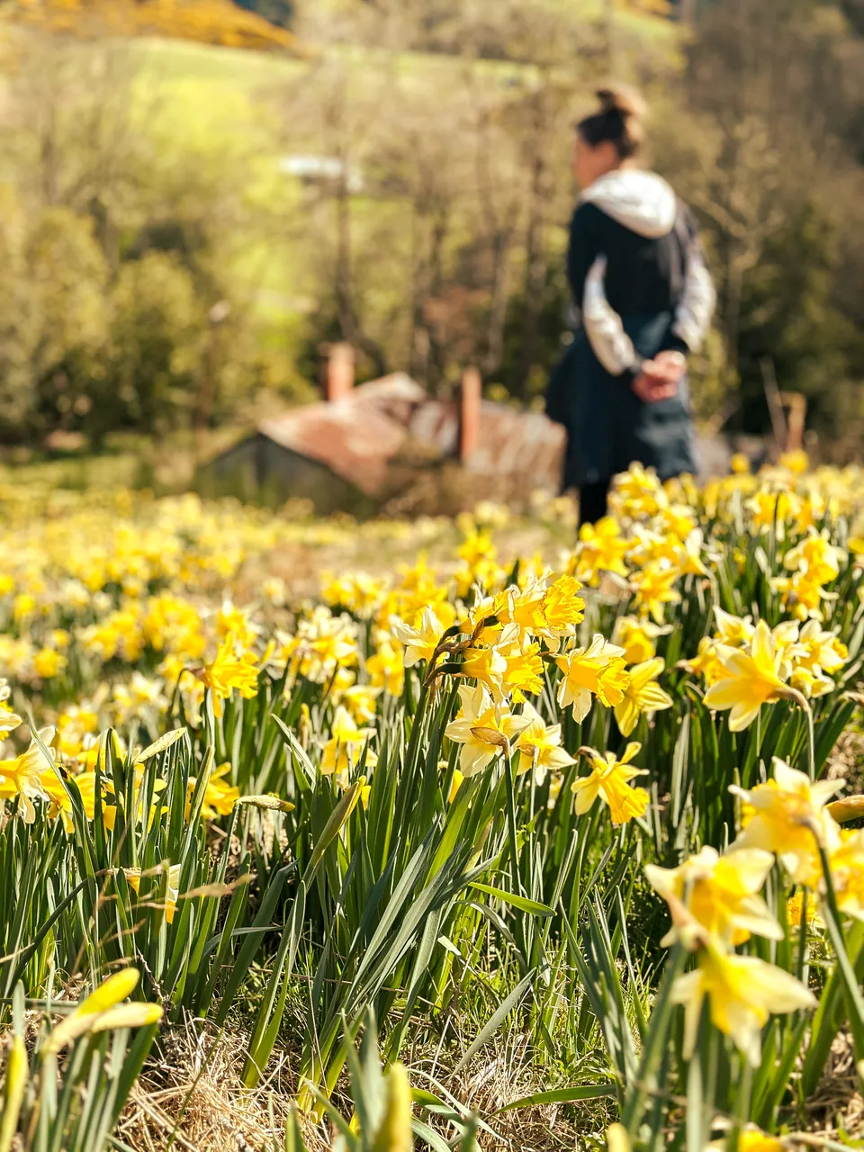 0924-Clutha-Weatherston-Daffodils-28