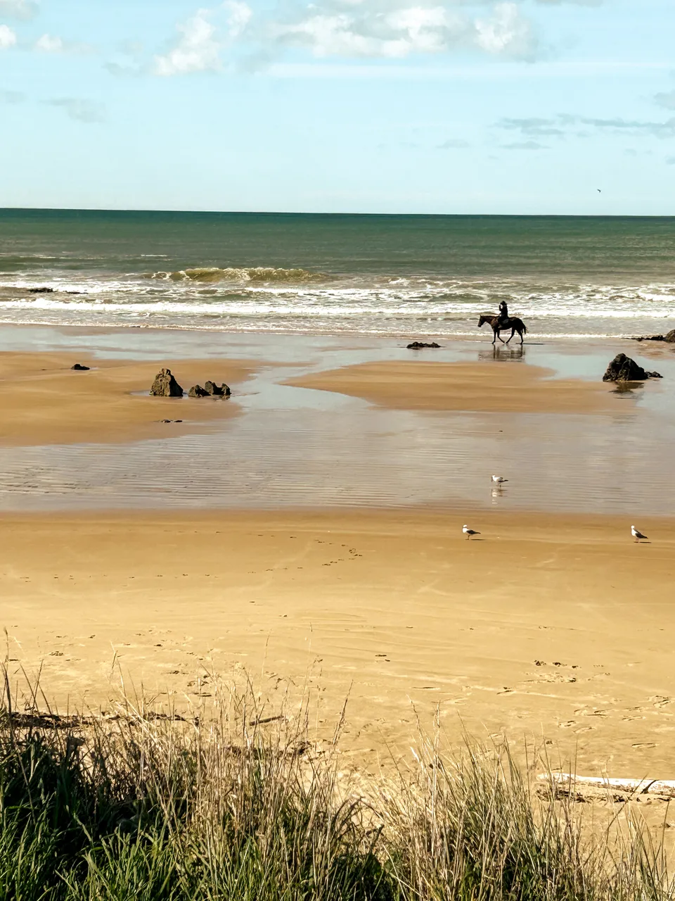 0924-Clutha-Kaka-Point-24