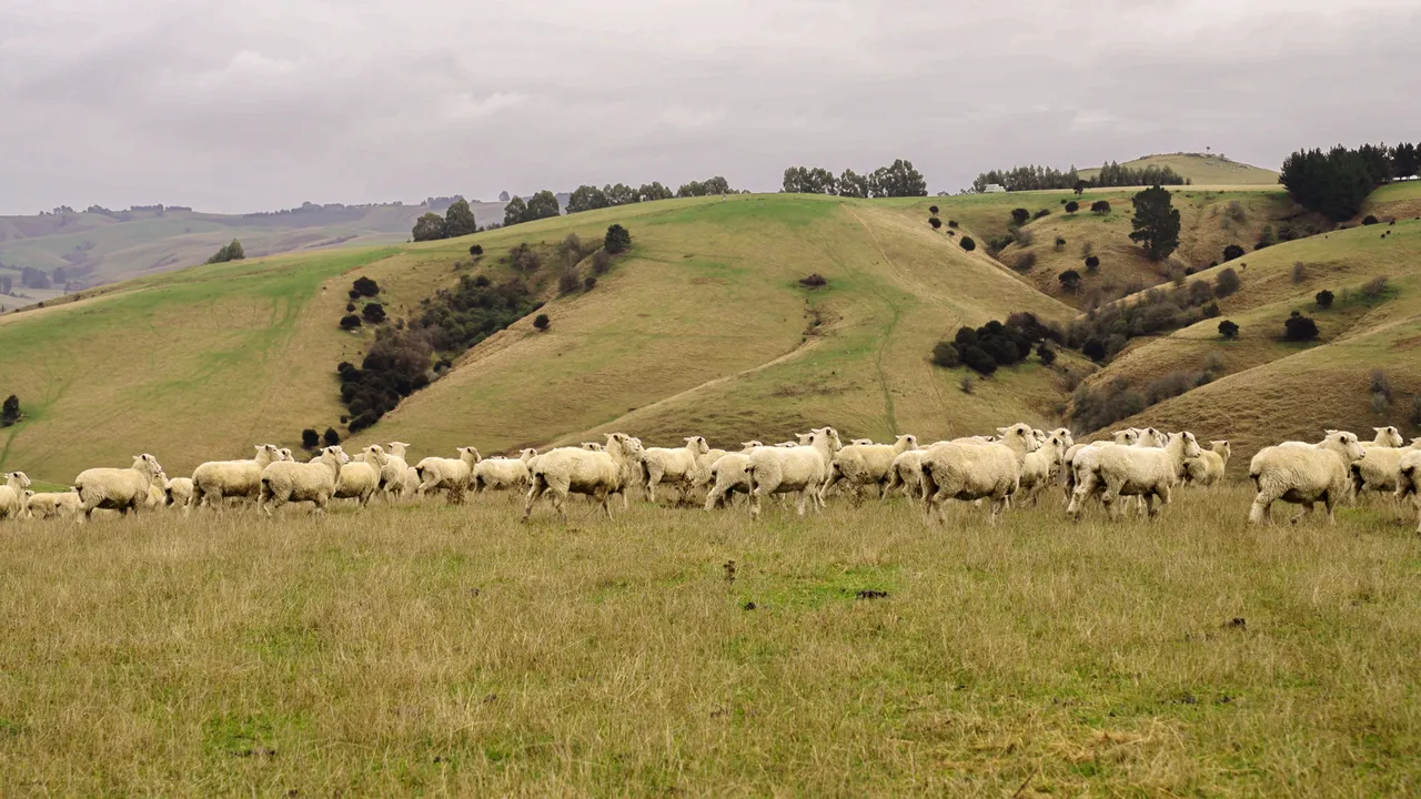 0624-Clutha-Sarahs-Farm-42