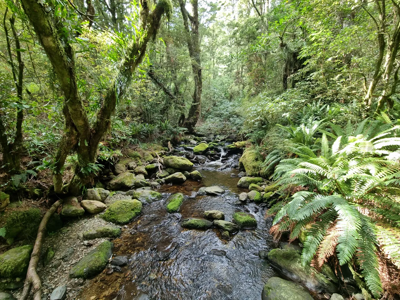 Black Gully, Tapanui #3