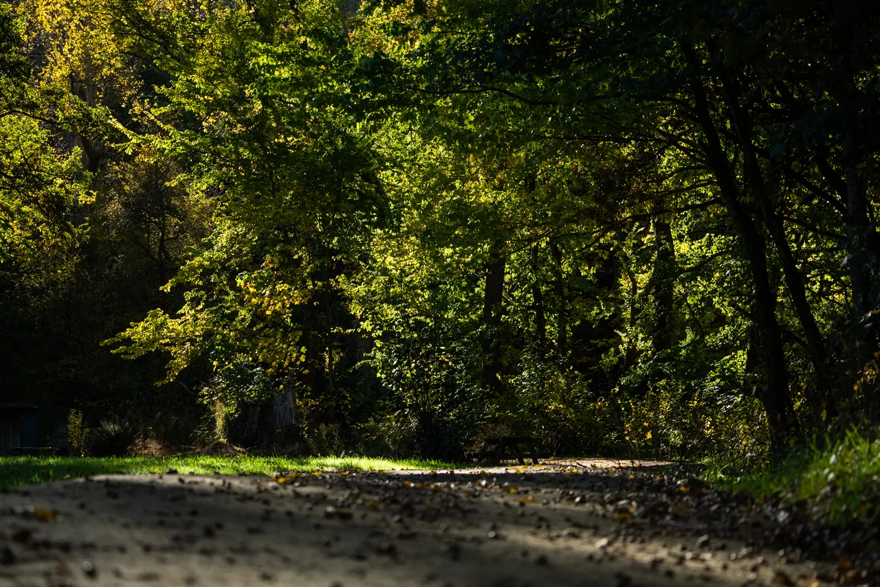 Track in the bush