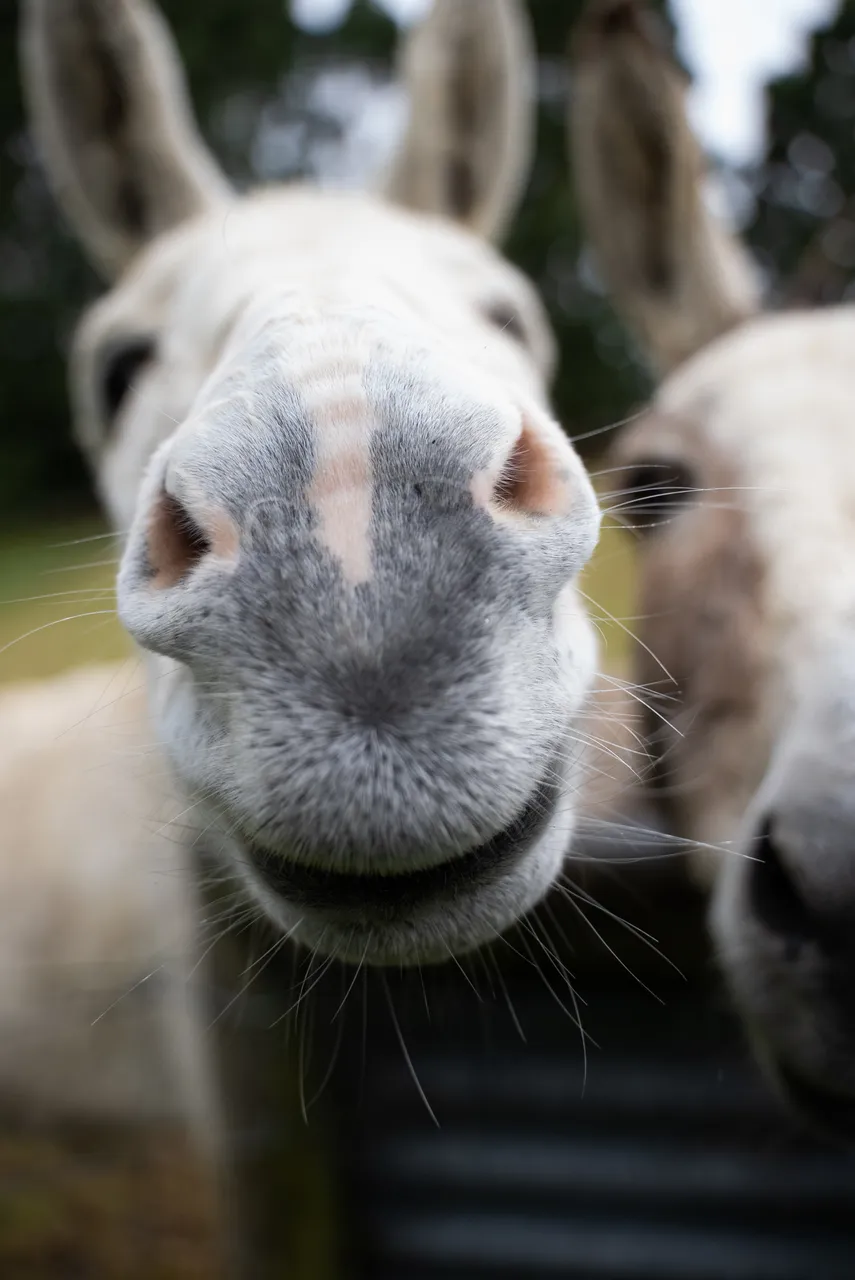 Donkeys