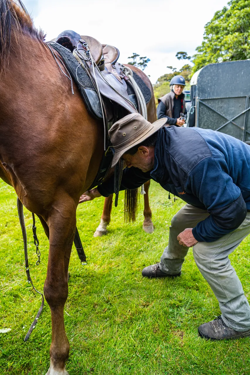 Man with horse on grass