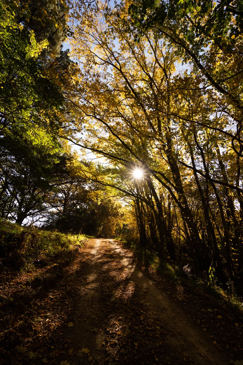 Road and trees