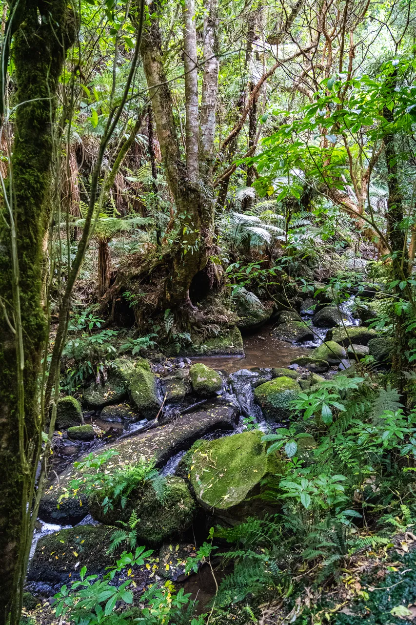 Creek in the bush