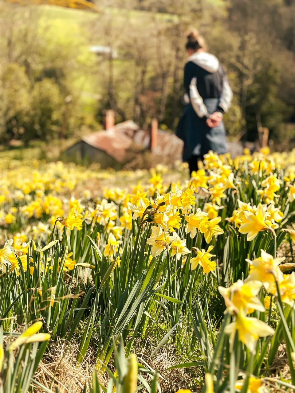 0924-Clutha-Weatherston-Daffodils-29