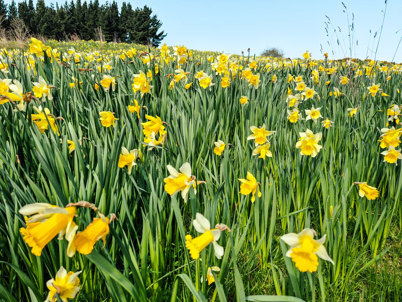 0924-Clutha-Weatherston-Daffodils-47