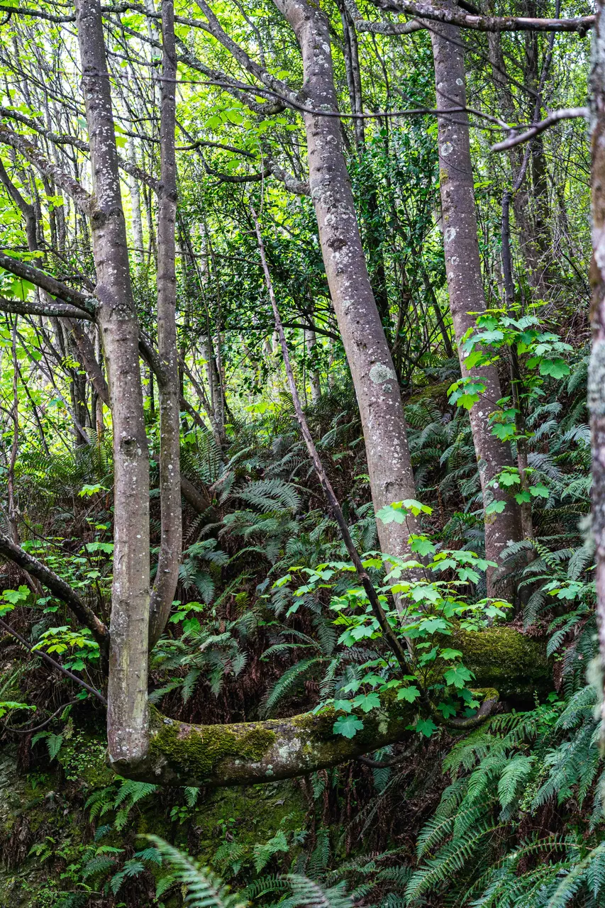 Trees and ferns