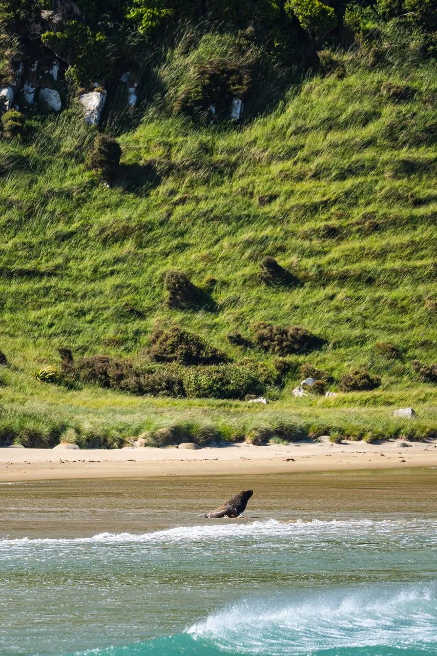 Sea lion on the beach