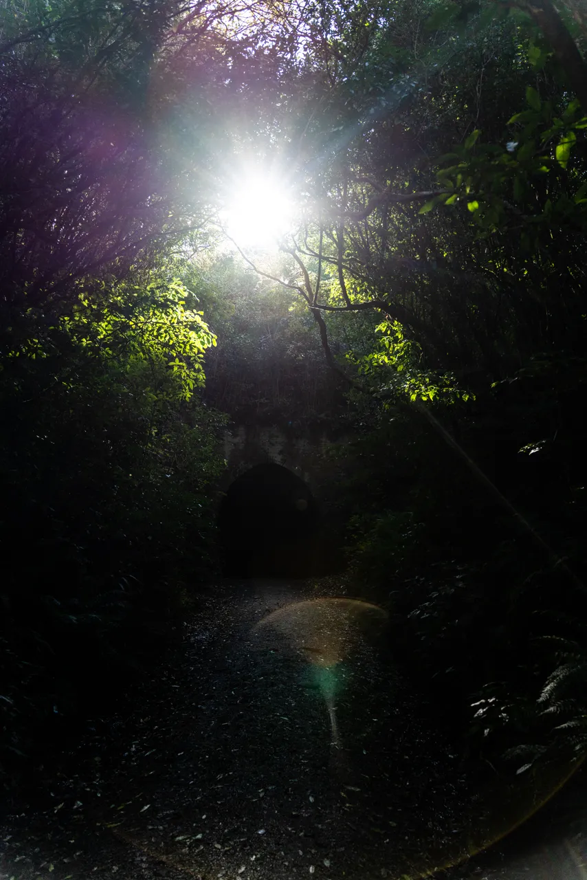Track in the bush