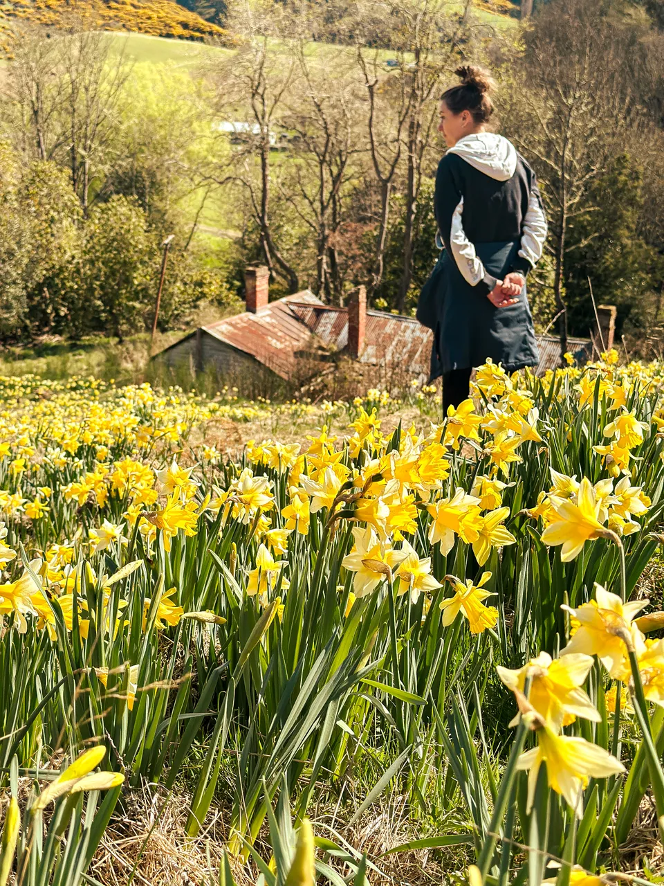 0924-Clutha-Weatherston-Daffodils-27