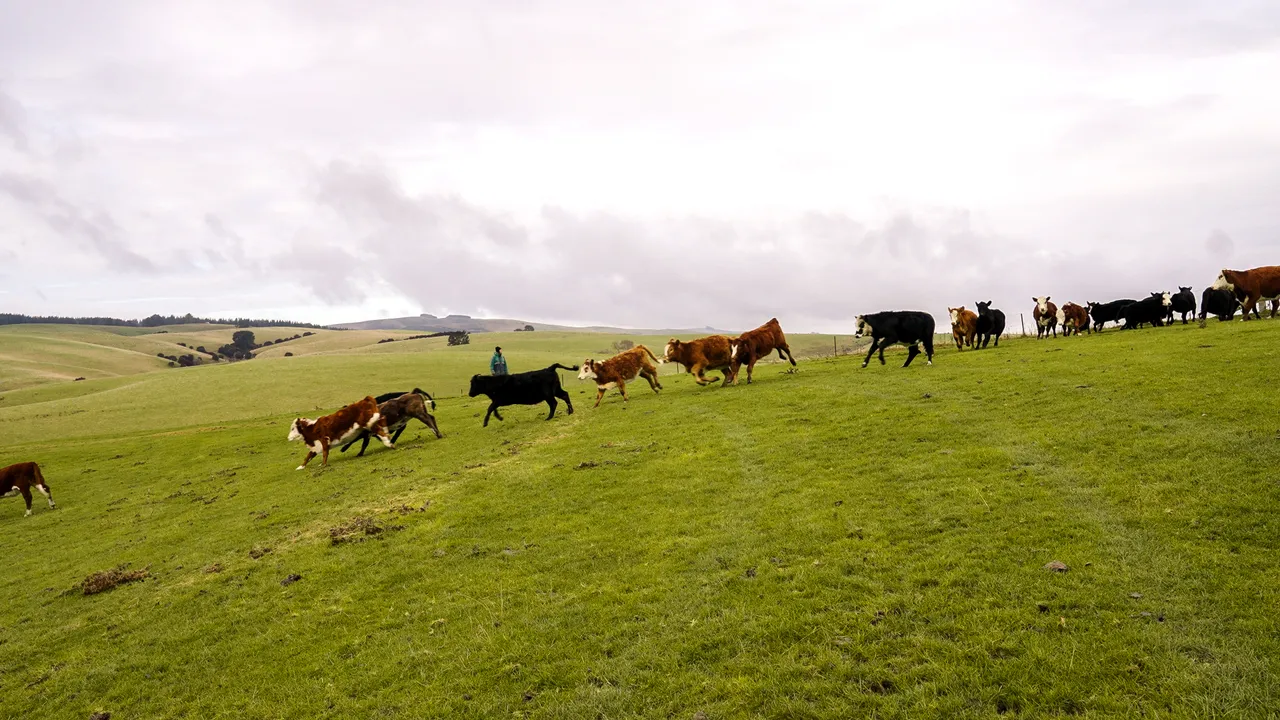 0624-Clutha-Sarahs-Farm-32