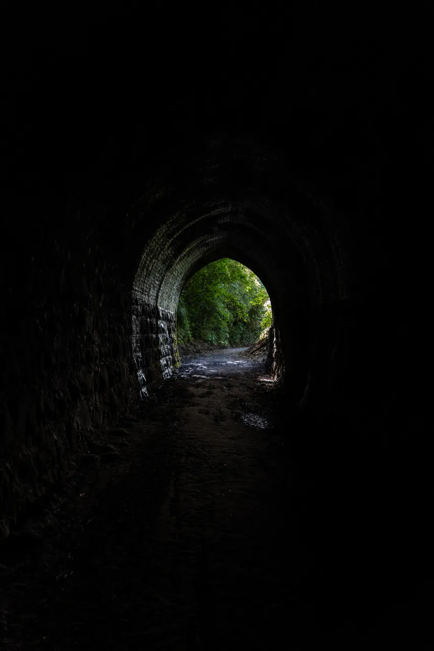 Trees outside tunnel