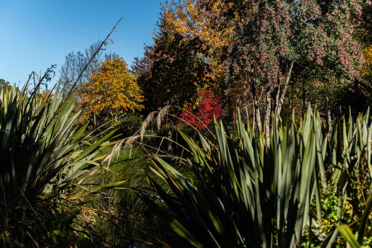 Flax bushes and trees