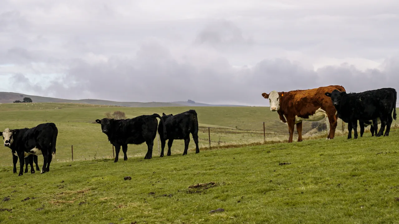 0624-Clutha-Sarahs-Farm-19